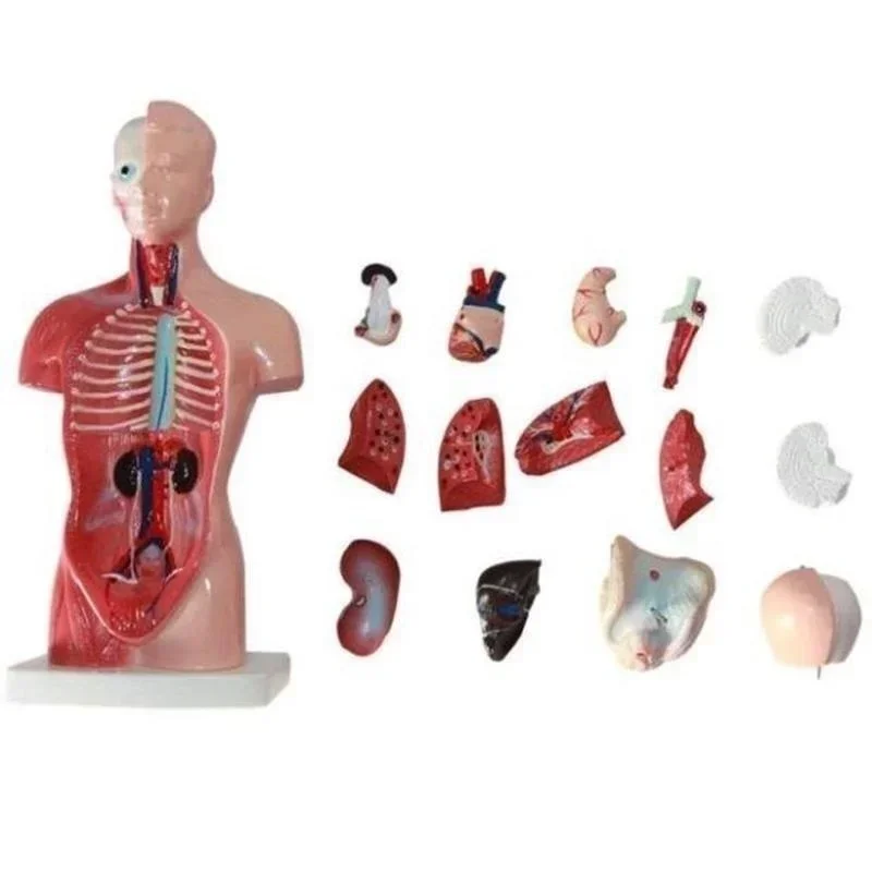 28cm Torso Humano Modelo de Corpo a Anatomia do Coração Cérebro Esqueleto Médico de Órgãos Internos de Ensino e Aprendizagem de Suprimentos Imagem 1