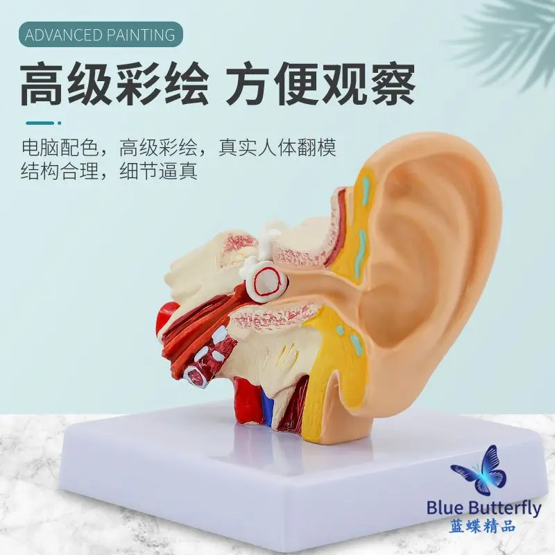 Modelo anatômico do ouvido humano, o ensino médico simulação amostra molde de orelha externa, orelha média, orelha interna de 1,5 vezes Imagem 1