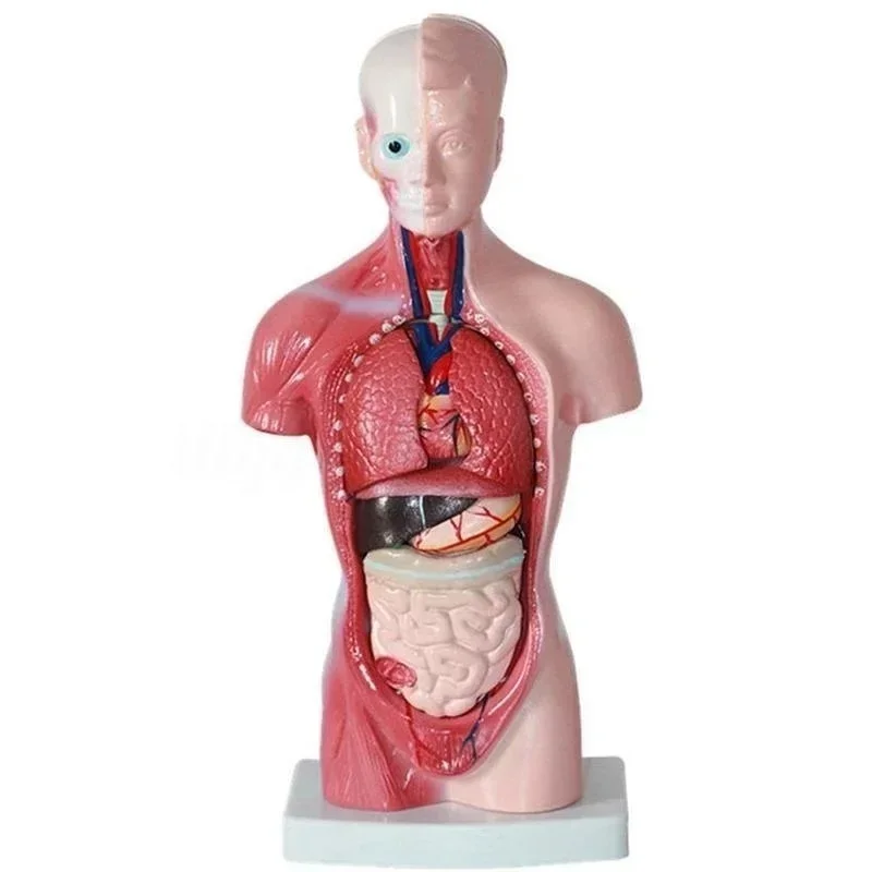28cm Torso Humano Modelo de Corpo a Anatomia do Coração Cérebro Esqueleto Médico de Órgãos Internos de Ensino e Aprendizagem de Suprimentos Imagem 2