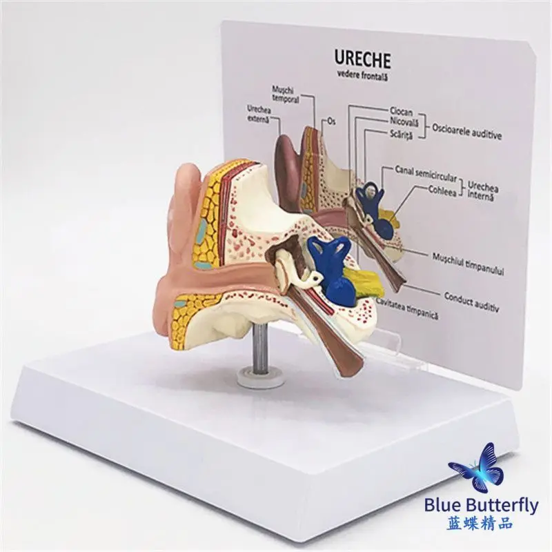 Modelo anatômico do ouvido humano, o ensino médico simulação amostra molde de orelha externa, orelha média, orelha interna de 1,5 vezes Imagem 2