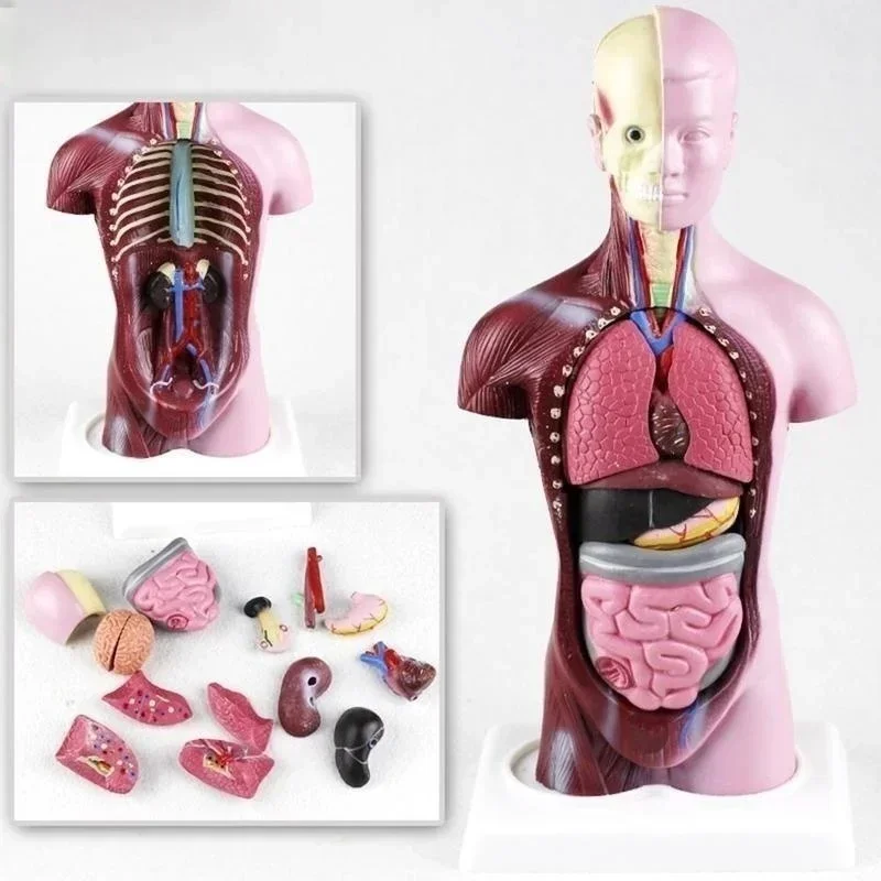 28cm Torso Humano Modelo de Corpo a Anatomia do Coração Cérebro Esqueleto Médico de Órgãos Internos de Ensino e Aprendizagem de Suprimentos Imagem 3
