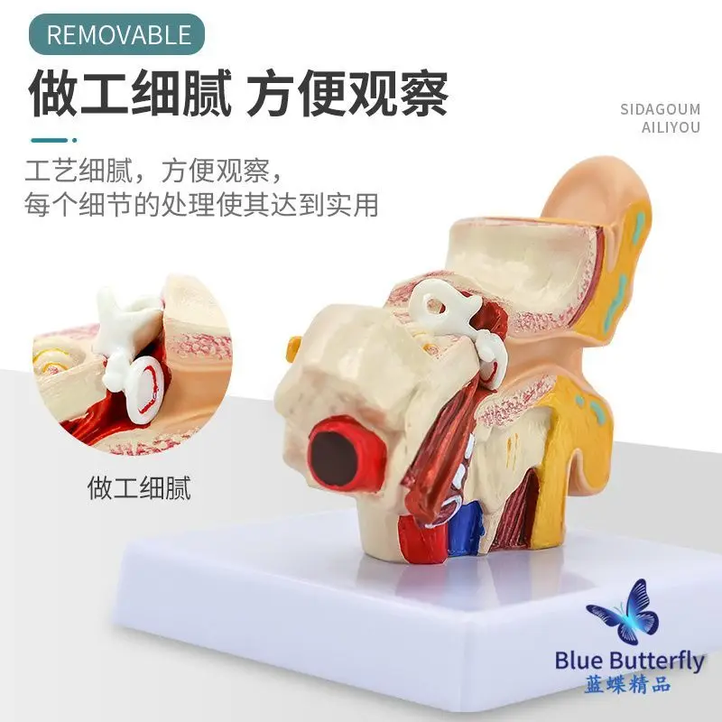 Modelo anatômico do ouvido humano, o ensino médico simulação amostra molde de orelha externa, orelha média, orelha interna de 1,5 vezes Imagem 3