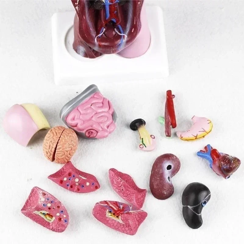 28cm Torso Humano Modelo de Corpo a Anatomia do Coração Cérebro Esqueleto Médico de Órgãos Internos de Ensino e Aprendizagem de Suprimentos Imagem 4
