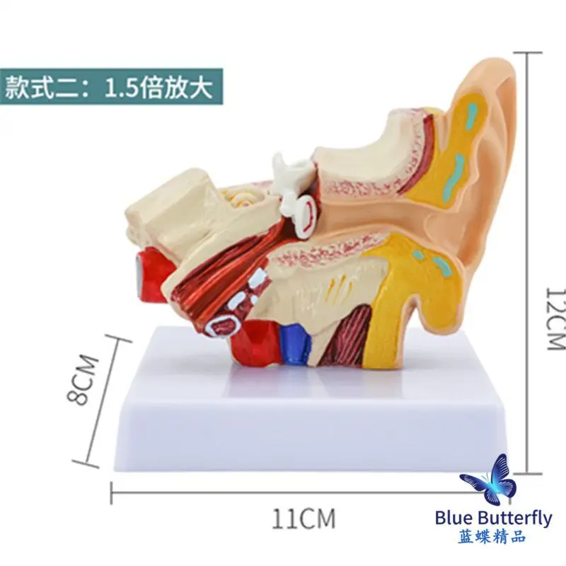 Modelo anatômico do ouvido humano, o ensino médico simulação amostra molde de orelha externa, orelha média, orelha interna de 1,5 vezes Imagem 4