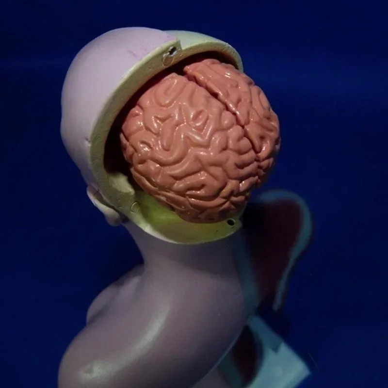 28cm Torso Humano Modelo de Corpo a Anatomia do Coração Cérebro Esqueleto Médico de Órgãos Internos de Ensino e Aprendizagem de Suprimentos Imagem 5